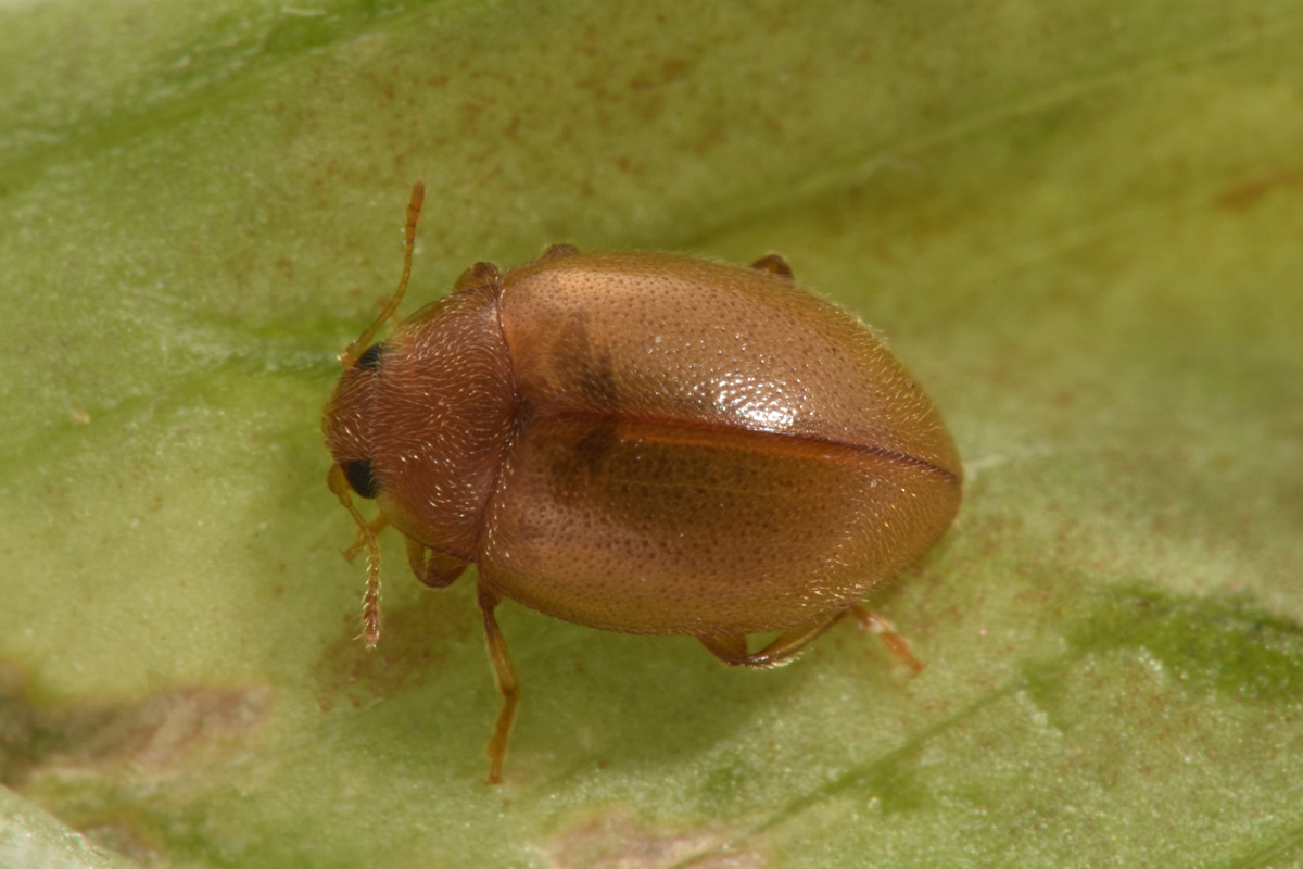 Coccinellidae: Rhyzobius litura